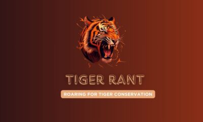 Tiger Rant