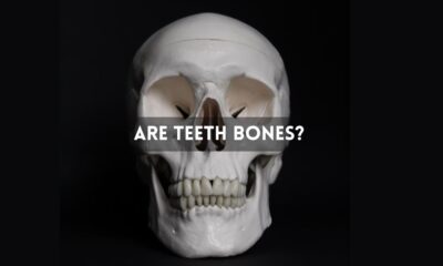 Are Teeth Bones?