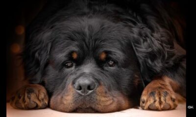 rottweiler with long hair