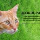 blonde puss