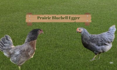 Prairie Bluebell Egger