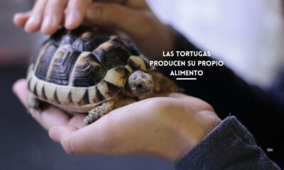 Las tortugas producen su propio alimento