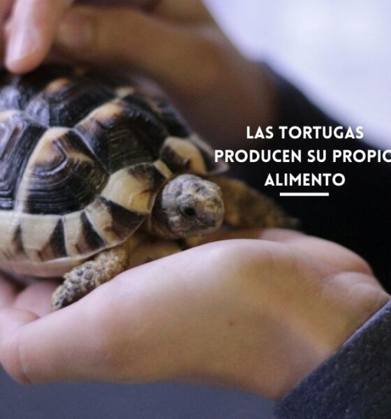 Las tortugas producen su propio alimento