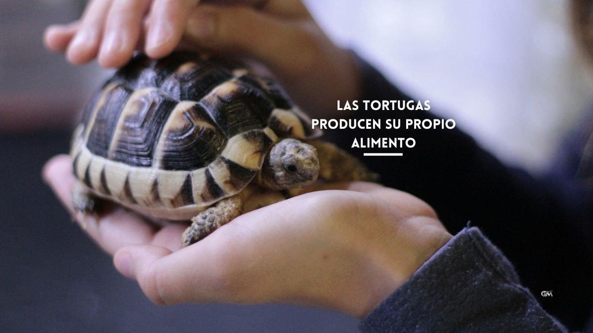 Las tortugas producen su propio alimento