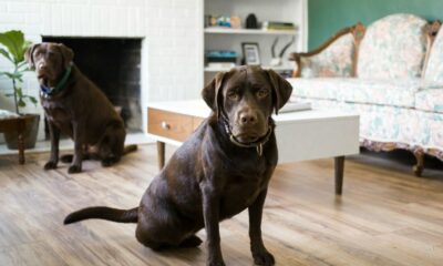 chocolate lab puppies