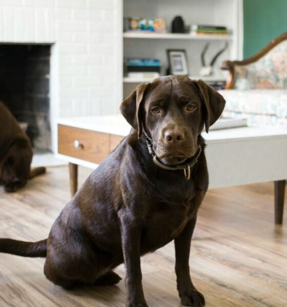 chocolate lab puppies