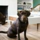 chocolate lab puppies