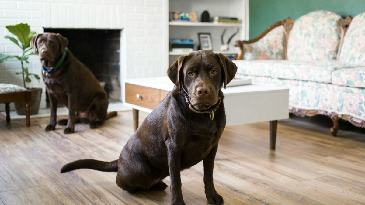 chocolate lab puppies