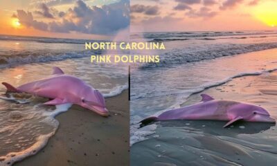 North Carolina Pink Dolphins