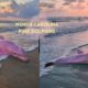 North Carolina Pink Dolphins