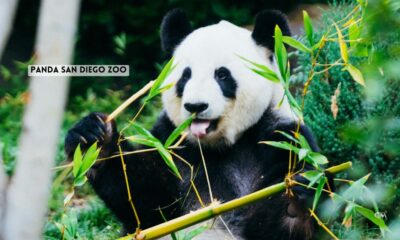 Panda San Diego Zoo