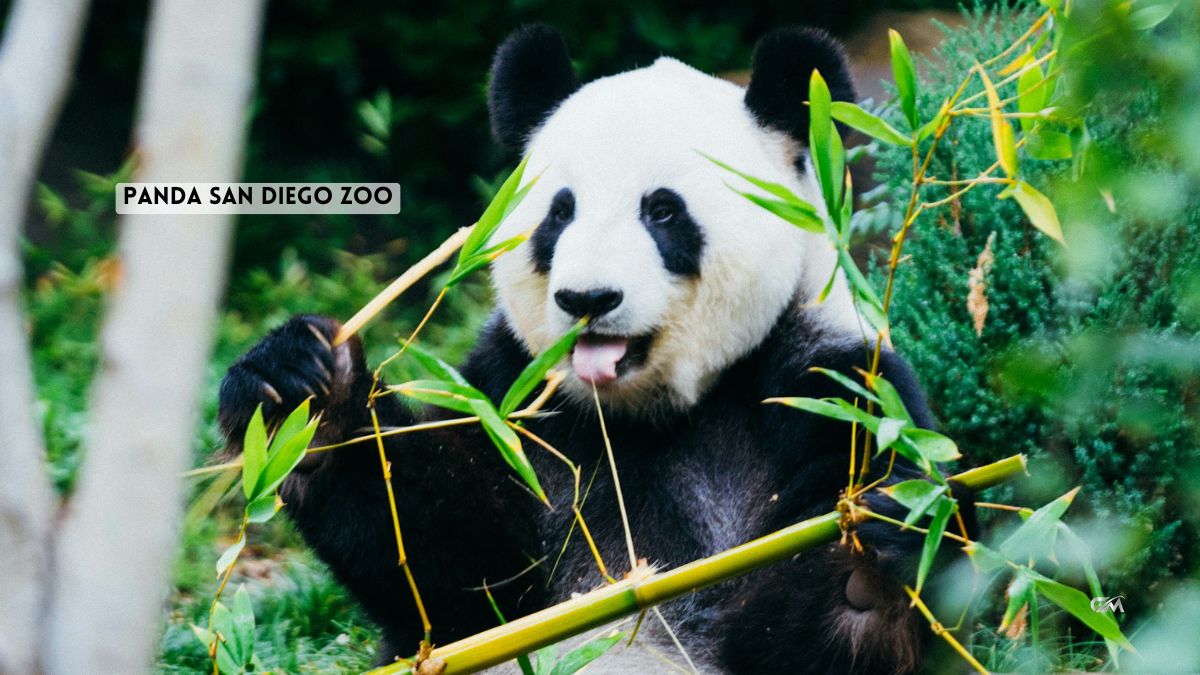 Panda San Diego Zoo